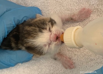 Three Cornish Kittens Rescued and Named After NHS Icons