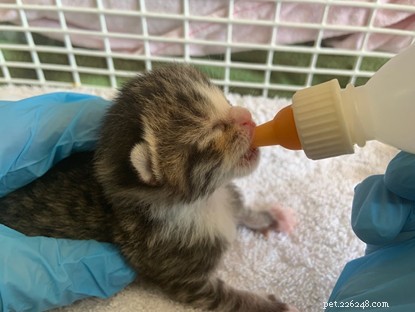 Three Cornish Kittens Rescued and Named After NHS Icons