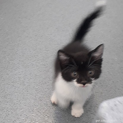 Kitten Saved from Danger: A Rescue Story at Tyneside Adoption Centre