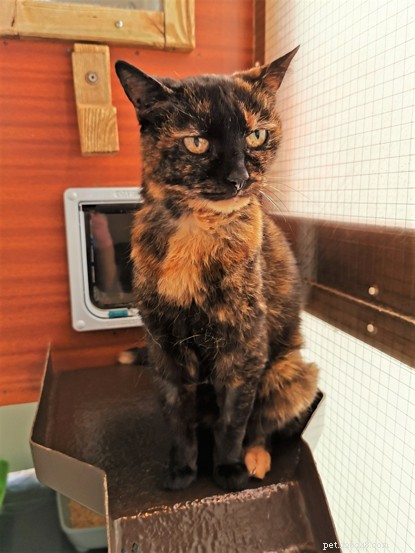 21‑Year‑Old Cat Ethel Rescued from Car Park, Thrives in Loving Forever Home
