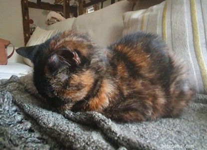 21‑Year‑Old Cat Ethel Rescued from Car Park, Thrives in Loving Forever Home