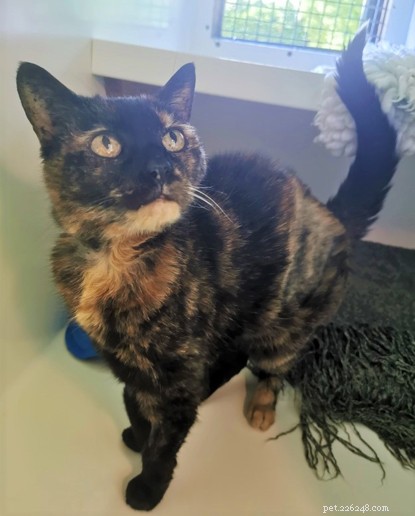 21‑Year‑Old Cat Ethel Rescued from Car Park, Thrives in Loving Forever Home