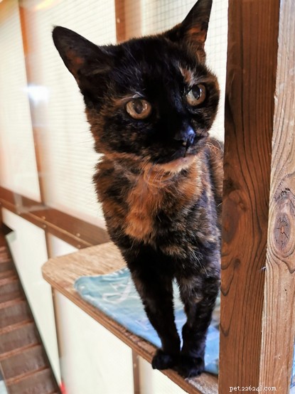 21‑Year‑Old Cat Ethel Rescued from Car Park, Thrives in Loving Forever Home