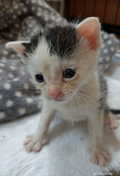 Five Kittens Rescued from Trash Bin in Solihull