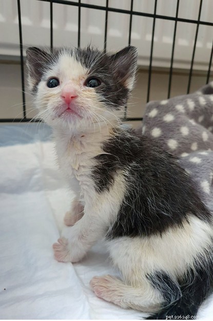 Five Kittens Rescued from Trash Bin in Solihull