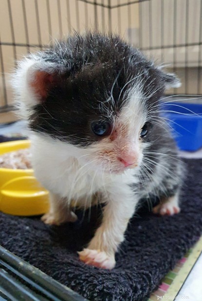 Five Kittens Rescued from Trash Bin in Solihull