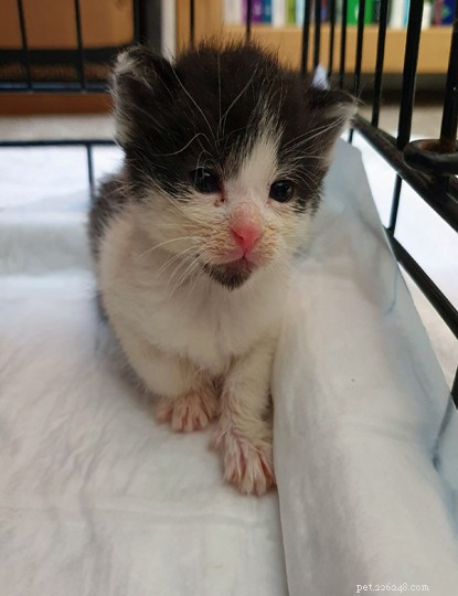 Five Kittens Rescued from Trash Bin in Solihull