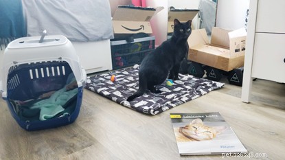 Keeping Jet Safe: A Hands‑Free Adoption Success During COVID‑19