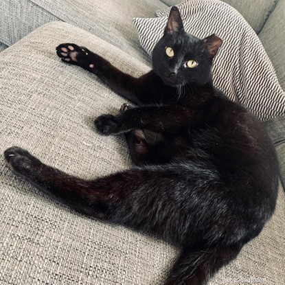 Keeping Jet Safe: A Hands‑Free Adoption Success During COVID‑19
