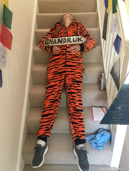 Turn Lockdown into a Fundraising Success: A Cat Champion’s Stair‑Climbing Challenge