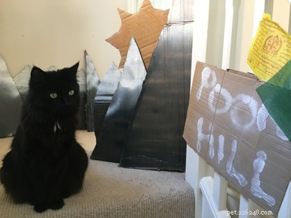 Turn Lockdown into a Fundraising Success: A Cat Champion’s Stair‑Climbing Challenge