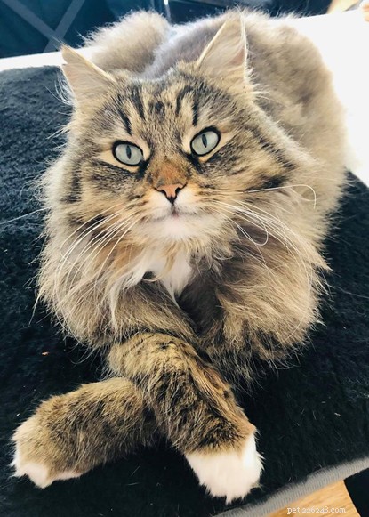 Write a Poem to Fund Bedford & Biggleswade Cats Protection – Enter Our Poetry Contest