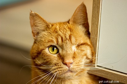 Biff Wins Brighton & District Photo Contest: A Stunning Rescue Story
