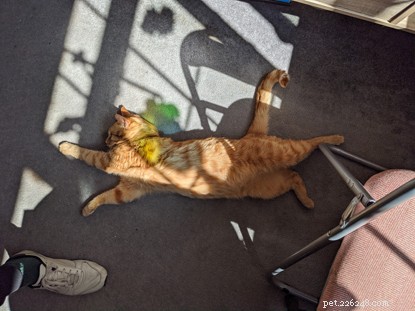 Biff Wins Brighton & District Photo Contest: A Stunning Rescue Story