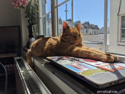 Biff Wins Brighton & District Photo Contest: A Stunning Rescue Story