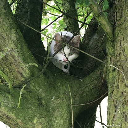 George the One‑Eyed Cat Finds His Forever Home Through Our COVID‑19 Hands‑Free Adoption Process
