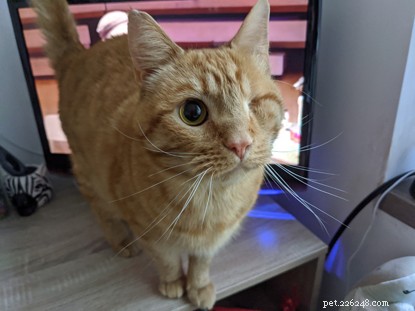 Biff Wins Brighton & District Photo Contest: A Stunning Rescue Story