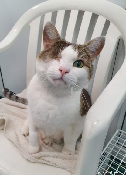 George the One‑Eyed Cat Finds His Forever Home Through Our COVID‑19 Hands‑Free Adoption Process
