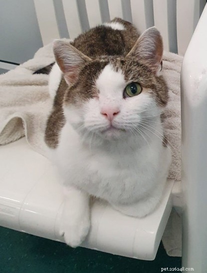 George the One‑Eyed Cat Finds His Forever Home Through Our COVID‑19 Hands‑Free Adoption Process