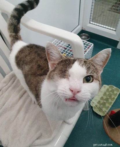 George the One‑Eyed Cat Finds His Forever Home Through Our COVID‑19 Hands‑Free Adoption Process