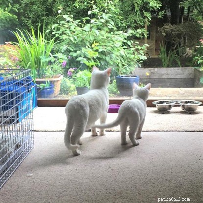 1,000th Cat Finds Home with Our Contact‑Free Rehoming Program During COVID‑19