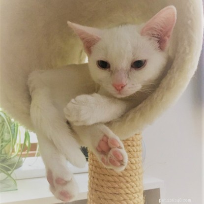 1,000th Cat Finds Home with Our Contact‑Free Rehoming Program During COVID‑19