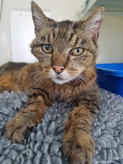 Skeletal Stray Cat Summer Finds Loving New Home and Thriving Recovery