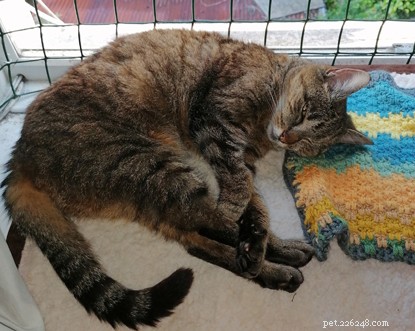 Skeletal Stray Cat Summer Finds Loving New Home and Thriving Recovery