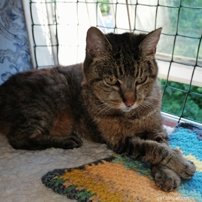 Skeletal Stray Cat Summer Finds Loving New Home and Thriving Recovery