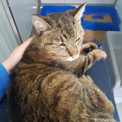 Skeletal Stray Cat Summer Finds Loving New Home and Thriving Recovery