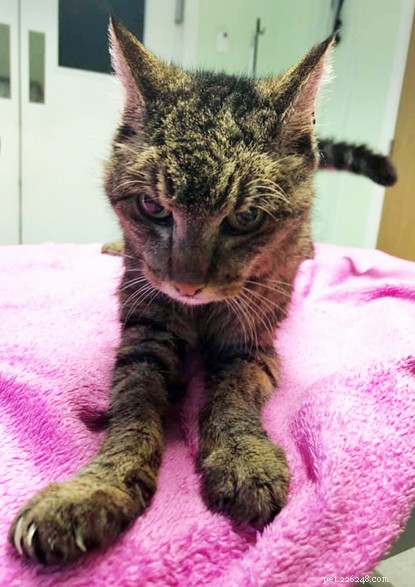 Skeletal Stray Cat Summer Finds Loving New Home and Thriving Recovery
