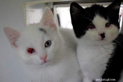 Urgent Rescue: Seven 4‑Week‑Old Kittens in Bridgend Undergo Emergency Eye Removal