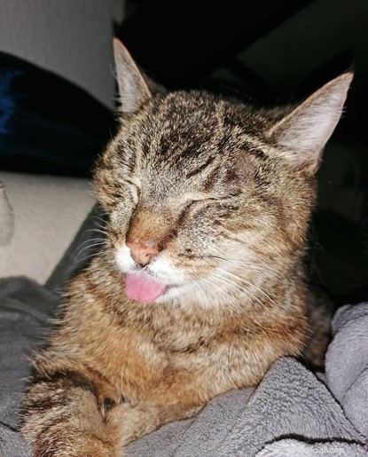 Skeletal Stray Cat Summer Finds Loving New Home and Thriving Recovery