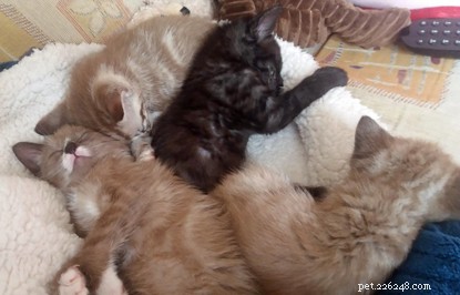 Seven Abandoned Kittens Rescued from Cardboard Box at Isle of Wight Adoption Centre