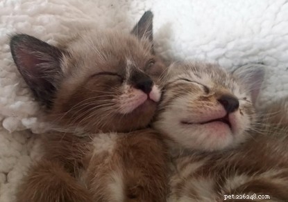 Seven Abandoned Kittens Rescued from Cardboard Box at Isle of Wight Adoption Centre