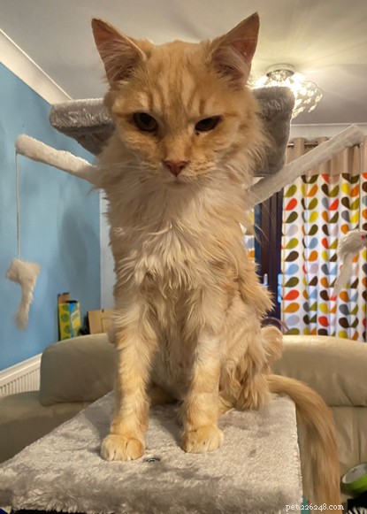 From Scruffy to Star: Ginger Tom Harrison Thrives in His New Home