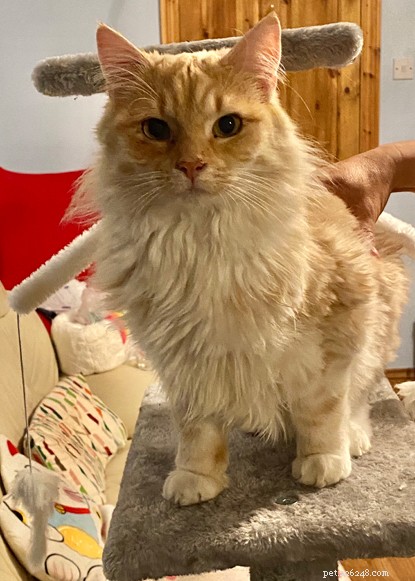 From Scruffy to Star: Ginger Tom Harrison Thrives in His New Home