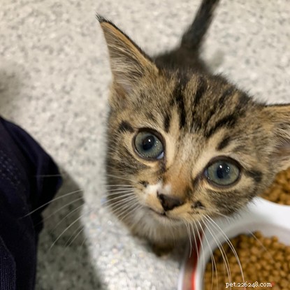 17 Cats Rescued from One Home: The Story of a Man’s Unneutered Moggy