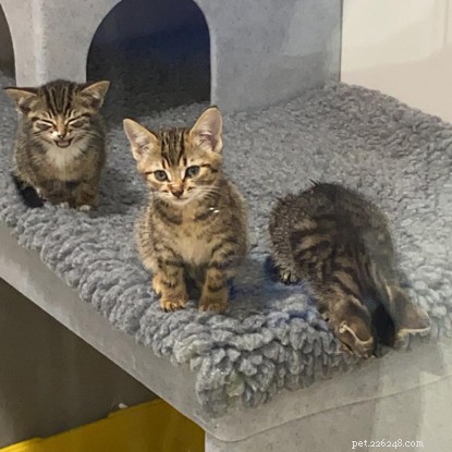 17 Cats Rescued from One Home: The Story of a Man’s Unneutered Moggy