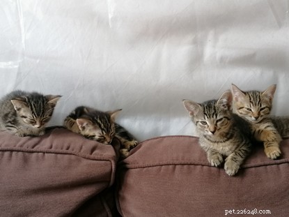 17 Cats Rescued from One Home: The Story of a Man’s Unneutered Moggy