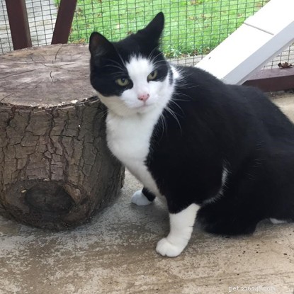 Why Overfeeding Your Cat Is Harmful: Lessons from Dixie’s Weight Loss Journey
