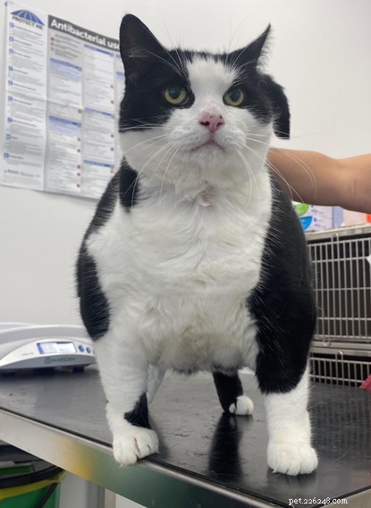 Why Overfeeding Your Cat Is Harmful: Lessons from Dixie’s Weight Loss Journey