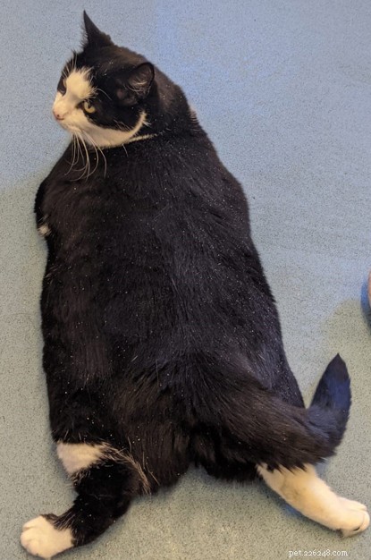 Why Overfeeding Your Cat Is Harmful: Lessons from Dixie’s Weight Loss Journey