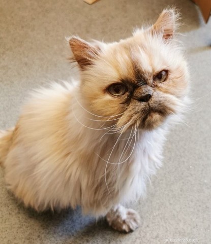 Find a Loving Forever Home for Mature Golden Cat Little Grandma Mo