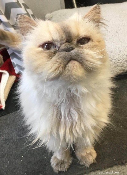 Find a Loving Forever Home for Mature Golden Cat Little Grandma Mo