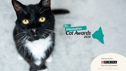 Create Stunning Cat Videos: A Step‑by‑Step Guide to Professional‑Quality, Share‑worthy Footage