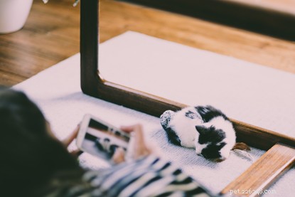 Create Stunning Cat Videos: A Step‑by‑Step Guide to Professional‑Quality, Share‑worthy Footage