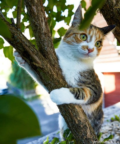 Create Stunning Cat Videos: A Step‑by‑Step Guide to Professional‑Quality, Share‑worthy Footage