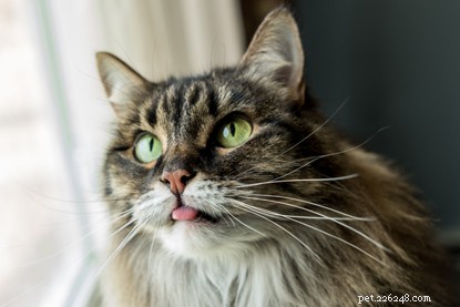 Create Stunning Cat Videos: A Step‑by‑Step Guide to Professional‑Quality, Share‑worthy Footage