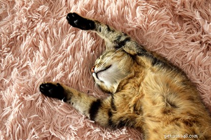 Create Stunning Cat Videos: A Step‑by‑Step Guide to Professional‑Quality, Share‑worthy Footage